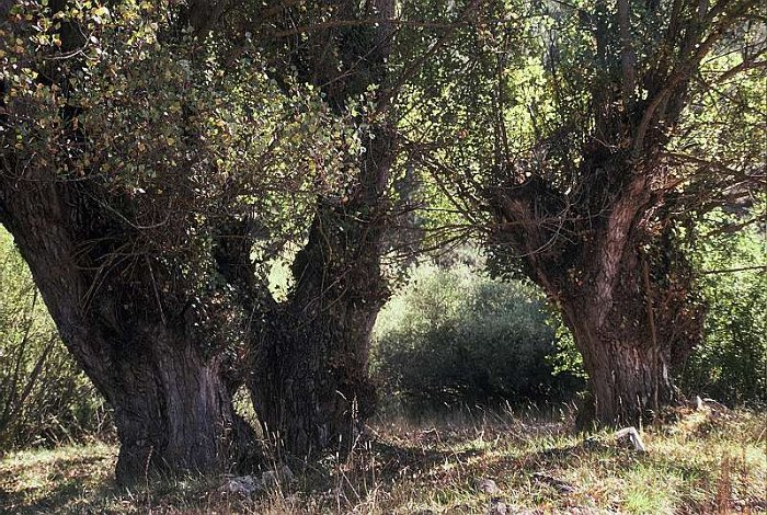 Populus nigra subsp. nigra (3)